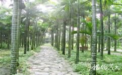 兴隆亚洲风情园旅游攻略之槟榔林
