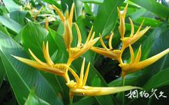 海南興隆熱帶植物園旅遊攻略之熱帶花卉