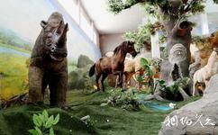 和政古動物化石博物館旅遊攻略之二期館