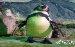 青岛水族馆旅游攻略之麦哲伦企鹅