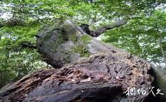三明格氏栲国家森林公园旅游攻略之栲树王
