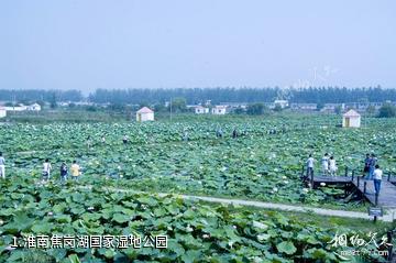 淮南焦岗湖国家湿地公园照片
