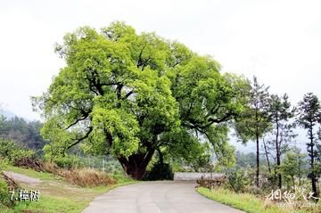 慈利五雷山风景区-樟树照片
