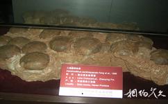 南陽西峽恐龍遺址園旅遊攻略之恐龍蛋化石博物館