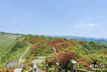 遵義洪關太陽坪景區-杜鵑照片