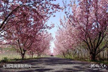 寶雞西部蘭花園-桃花園照片