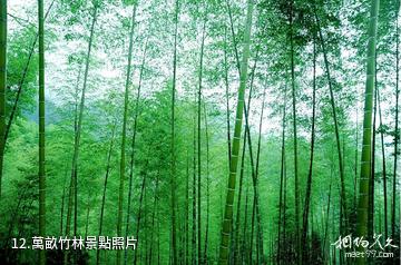 龍岩梅花山中國虎園-萬畝竹林照片