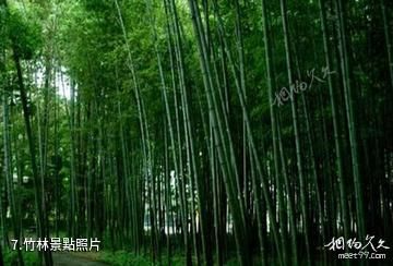 漢中偃水山莊-竹林照片