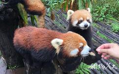 普洱太阳河国家公园旅游攻略之旅行的小熊猫