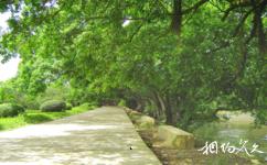 湛江南亞熱帶植物園旅遊攻略之榕樹