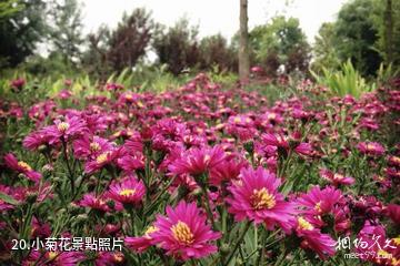 濟寧市墳上蓮花湖濕地景區-小菊花照片