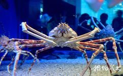 青島水族館旅遊攻略之巨鰲蟹