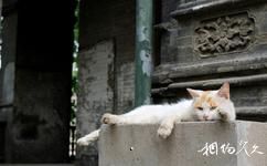 北京段祺瑞執政府舊址旅遊攻略之迴廊里的貓