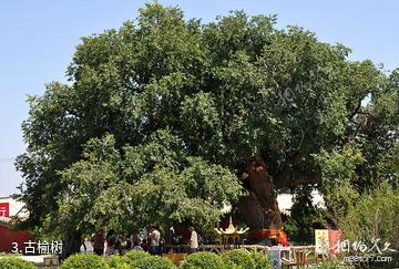 开鲁古榆园旅游区-古榆树照片