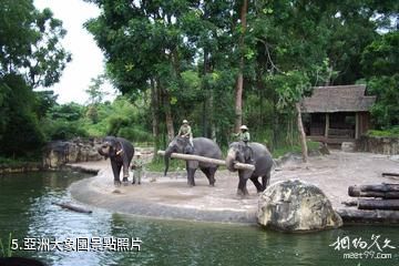 新加坡動物園-亞洲大象園照片