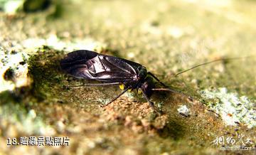 貴陽森林公園-嚙蟲照片