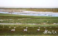 阿克塞苏干湖候鸟自然保护区旅游攻略之候鸟