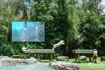 澳大利亚梦幻世界主题公园-老虎岛照片