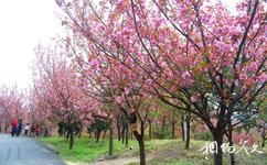 合肥中國非物質文化遺產園旅遊攻略之櫻花節