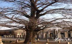 北京五塔寺旅遊攻略之白果樹