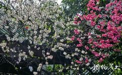 重庆渝北碧津公园旅游攻略之一树双花