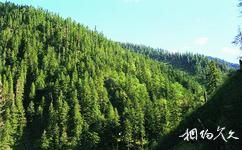 甘肅白水江國家級自然保護區旅遊攻略之森林