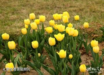 欒城櫻花公園-鬱金香照片