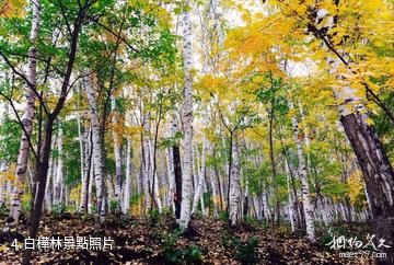 北京喇叭溝原始森林公園-白樺林照片