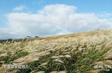 濟州島山君不離-蘆葦照片