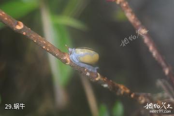 马来西亚姆禄国家公园-蜗牛照片