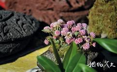 腾冲火山国家公园旅游攻略之火山植物