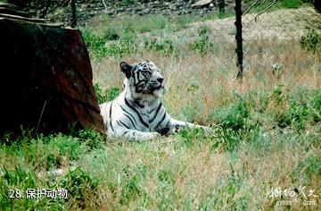 新疆天山野生动物园-保护动物照片
