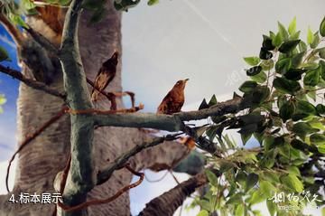大丰丹顶鹤珍禽园-标本展示照片