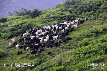 沁水示範牧場-牛羊成群照片