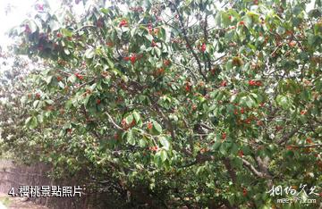 五蓮鳳凰山百果谷生態旅遊區-櫻桃照片