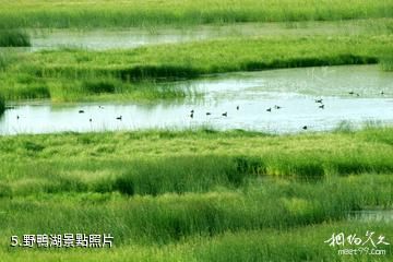 青島沽河金岸-野鴨湖照片