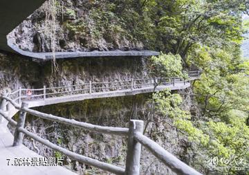 重慶南川神龍峽景區-森林照片