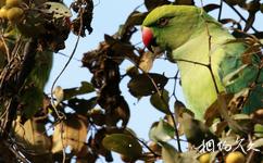 印度凱奧拉德奧國家公園旅遊攻略之綠鸚哥