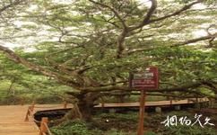 八门湾红树林旅游攻略之八百年红树