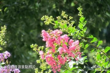 河南董寨國家級自然保護區-植物資源照片