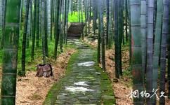 大竹五峰山国家森林公园旅游攻略之天然竹