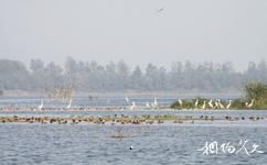 汉寿西洞庭湖国家城市湿地公园旅游攻略之鸟类