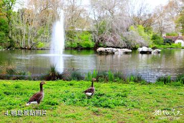 倫敦聖詹姆斯公園-鴨島照片