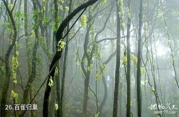 广州从化石门国家森林公园-百雀归巢照片