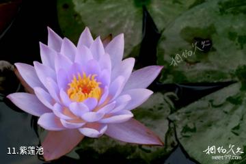 潮州紫莲森林度假景区-紫莲池照片
