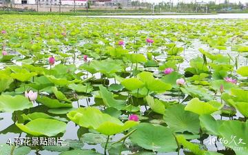 塔城文旅產業園-荷花照片