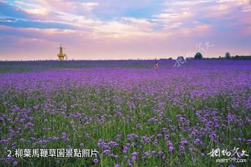 灌雲伊甸園-柳葉馬鞭草園照片