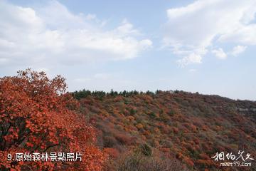 井陘仙台山風景區-原始森林照片