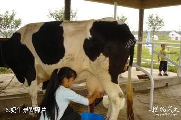 南京淳化山田牛奶園景區-奶牛照片