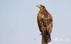 會南會澤黑頸鶴國家級自然保護區旅遊攻略之金雕